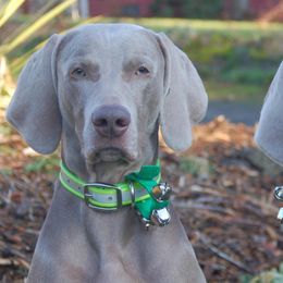 Weimaraners from Belleven Weimaraners