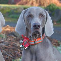 Weimaraners from Belleven Weimaraners
