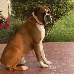 Boxers from Painted Up Kennels
