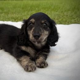 Black and cream brindle - Black and cream male Dachshund puppy in Defuniak Springs, Florida from Anastasia Knight's Cocker Spaniels