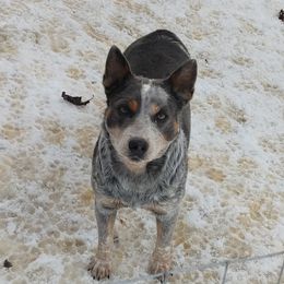 Spazz - Australian Cattle Dog