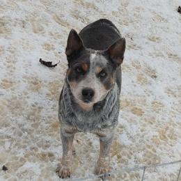 Spazz - Australian Cattle Dog