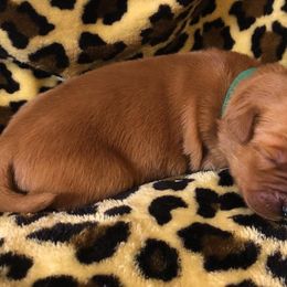 Golden Retriever Puppies from Bella Mia Goldens