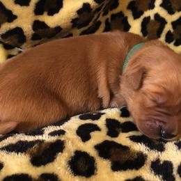 Golden Retriever Puppies from Bella Mia Goldens