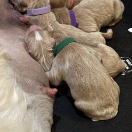 Boo Boo - Apricot male Goldendoodle puppy in Rocky Point, North Carolina from CelticDoods