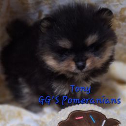 Tony - Black and tan male Pomeranian puppy in Oologah, Oklahoma from GG's Pomeranians