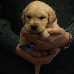 Winter - Golden male Golden Retriever puppy in Payette, Idaho from Stonewick Retrievers