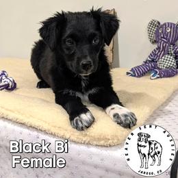 Wednesday - Black & white female Miniature Australian Shepherd puppy in Jaroso, Colorado from Heaven Sent Aussies