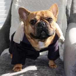 French Bulldogs from Frenchies On The Hill, LLC