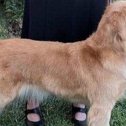 Golden Retrievers from Moxy Goldens