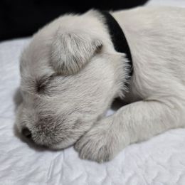 Cookie - White male Miniature Schnauzer puppy in Hurst, Texas from SSPuppy - Sophisticated Schnauzers