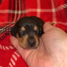 Chloe - Chocolate and tan female Dachshund puppy in Grass Valley, California from Mis Doxie