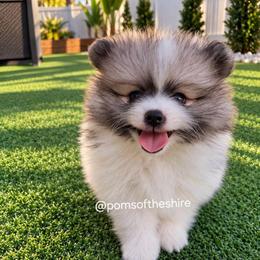 Elladan - Tri-colored male Pomeranian puppy in Boca Raton, Florida from Poms of The Shire