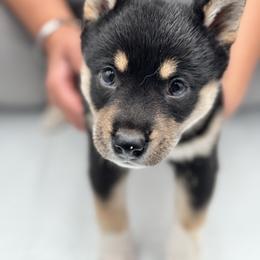 Shiba Inu Puppies from NJ Shiba Baby