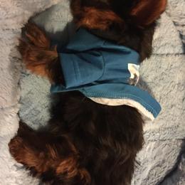 Yorkshire Terrier Puppies from Missy Lu Lap Puppies