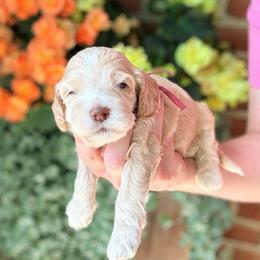 Avery (pink) - Cream female Cockapoo puppy in Denver, Pennsylvania from Greenview Puppies