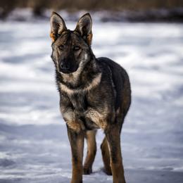 German Shepherd puppies from Augenblick Kennels