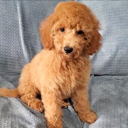 Gunner- Teddy Bear Mini Poodle - Red  male Poodle puppy in Falcon, Missouri from Cedar House Heritage Poodles | AKC Toy & Miniature Poodle Puppies Raised in Home