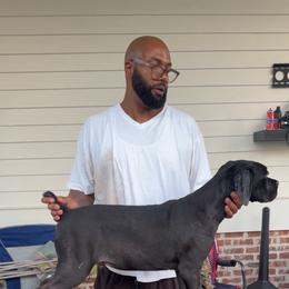 Peach - Black male Cane Corso puppy in Laplace, Louisiana from BFM Cane Corso’s