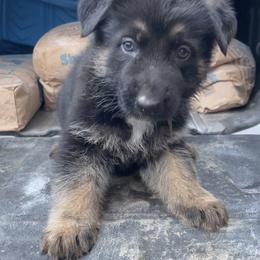 Dachshund and German Shepherd Puppies from Illyria Dox & GSD