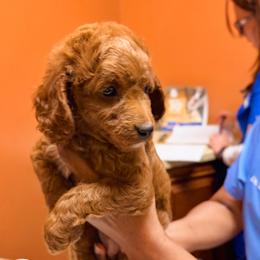 Cavapoo Puppies from Patriot Pups Cavapoos