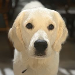 Katie - Golden Retriever