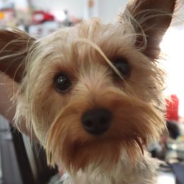 Ali - Yorkshire Terrier