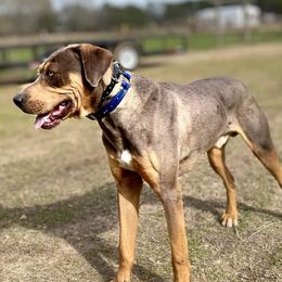 Bear - Catahoula Leopard Dog