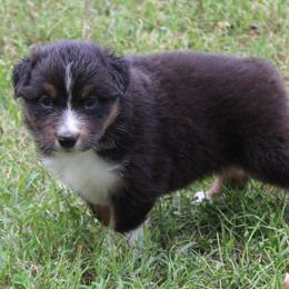 Craig - Black tri-color male Australian Shepherd puppy in Kansas, Oklahoma from Windy G Farm