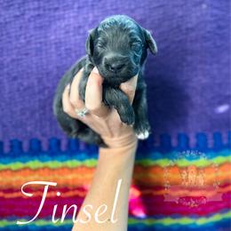 Tinsel - Blue merle female Aussiedoodle puppy in Corydon, Indiana from Ridgeline Doodles