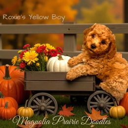 Jingle Yellow Male - Red male Cavapoo puppy in Lavon, Texas from Magnolia Prairie Doodles