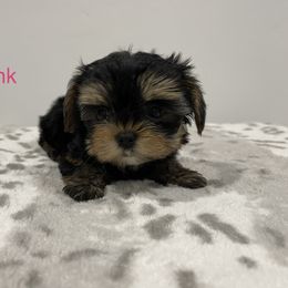 Light pink - Yorkshire Terrier puppy in Elk Ridge, Utah from Janita's Yorkshire Terriers