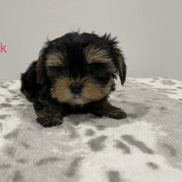 Light pink - Yorkshire Terrier puppy in Elk Ridge, Utah from Janita's Yorkshire Terriers