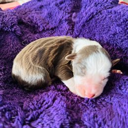 Hunter - Red tri-color male Australian Shepherd puppy in Charlotte, North Carolina from Awesome Aussies