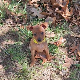 Meeko - Stag red male Miniature Pinscher puppy in Grove, Oklahoma from K&J's Min Pins Of Grand Lake
