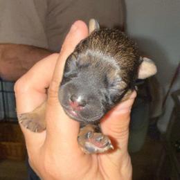 Yellow Collar - Sable female Schnoodle puppy in Winchester, Tennessee from Mahaffey’s Doodles