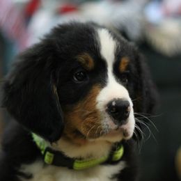 Clark - Black rust and white male Bernese Mountain Dog puppy in Walnut Creek, Ohio from Emerald Acres Bernese