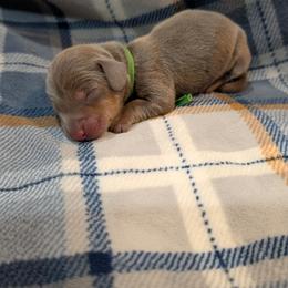 Light Green Boy - Fawn (isabella) and tan male Dachshund puppy in Cypress, California from Ferrario Dachshunds