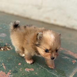 Dolly - Blue merle female Pomeranian puppy in Los Angeles, California from Adelia’s perfect poms