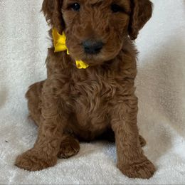 Goldendoodle Puppies from The Bruce Farm