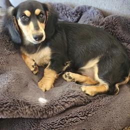 Murphy - Black and cream male Dachshund puppy in Pasco, Washington from Loyal Lil Dachshunds