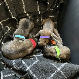 Belgian Tervuren Puppies from Moonlight Tervuren