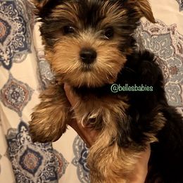 Yorkshire Terrier Puppies from Belle's Yorkie Babies