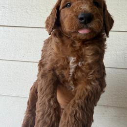 Red - Apricot male Goldendoodle puppy in Shingle Springs, California from California Double Doodles
