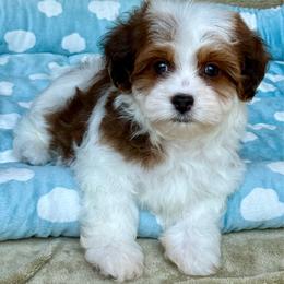 Dino - Red sable male Havanese puppy in Wappapello, Missouri from Titanium Havanese LLC