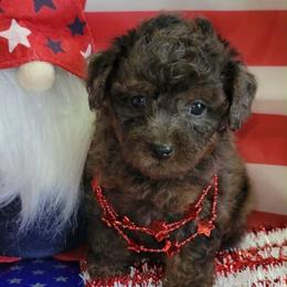 Iris - Blue Merle Color - Merle female Goldendoodle puppy in Beecher, Illinois from Erica’s Doodles
