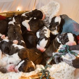 Saint Bernard Puppies from Atkinson Saint Bernards