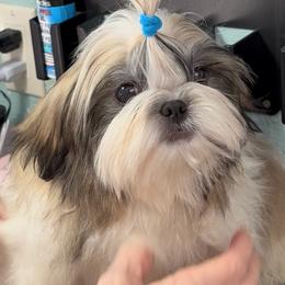 Shih Tzu puppies from Jazzie Shih Tzu
