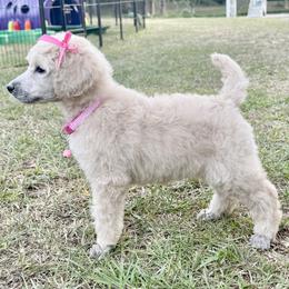 Miss PINK Collar (was Lavender) Video - Cream female Poodle puppy in Screven, Georgia from Dreamland Standard Poodles