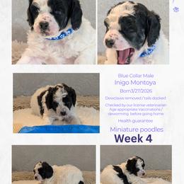Blue Collar Male Miniature Poodle - Parti male Poodle puppy in Lillian, Alabama from Moondancers Poodles